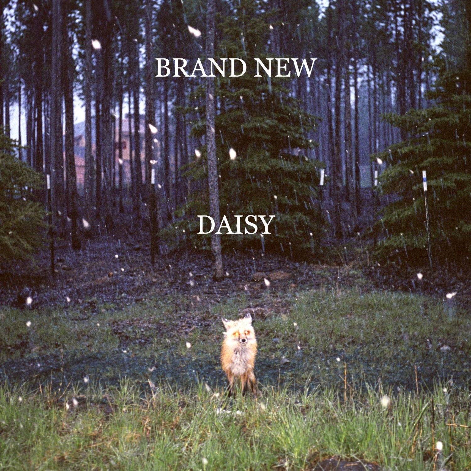 srcvinyl Canada Brand New - Daisy Vinyl LP Vinyl Record Store Online & in  Niagara
